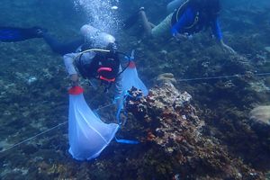 Scuba divers use fine mesh netting to capture coral gametes for spawning in research facility. 