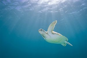 A green sea turtle soars through the clear waters of the Caribbean. 