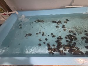 Oysters in a tank of clear water.