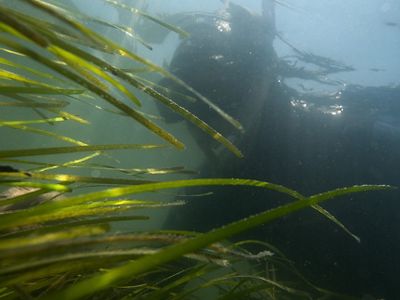 A snorkeler underwater, facing green eelgrass.
