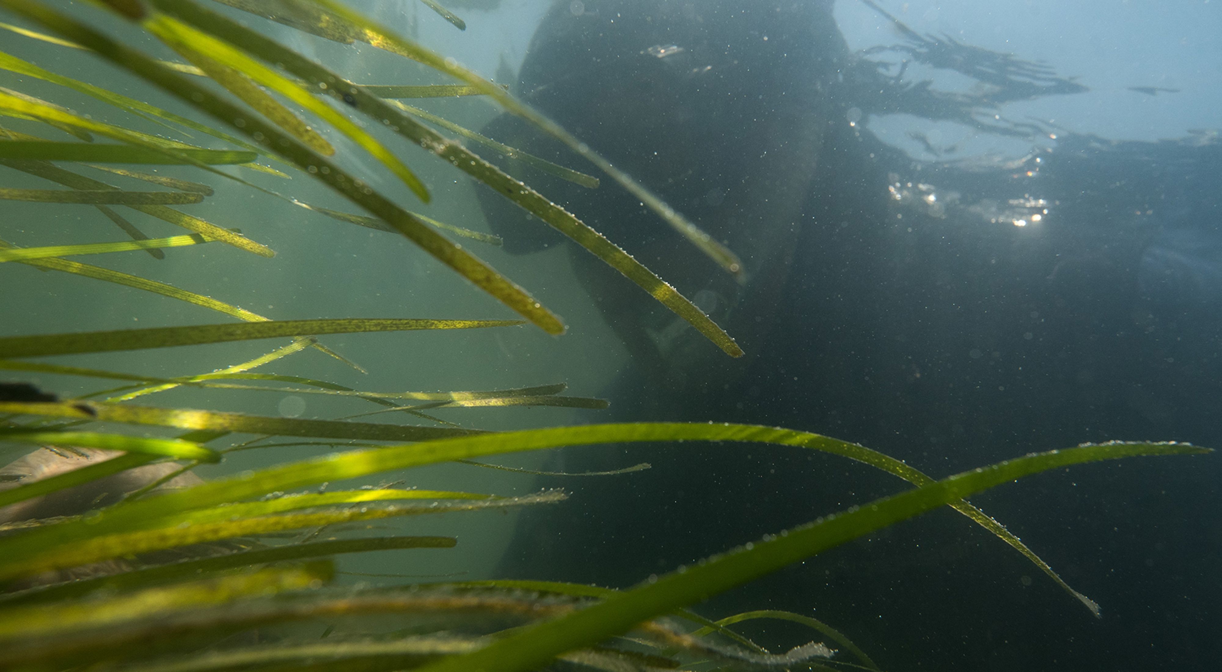 A person snorkels underwater moving through long, floating blades of grass collecting seeds in a coastal eelgrass meadow. 
