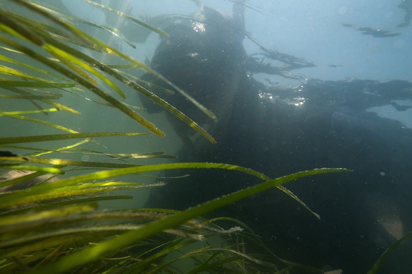A person wearing a wetsuit and snorkel floats through a seagrass meadow collecting ripe seeds.