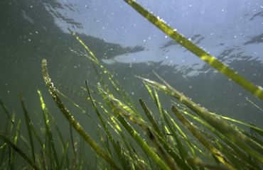 Long thin strands of eelgrass float just beneath the surface of the clear water of a shallow coastal Virginia bay.