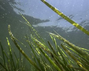 Long green strands of seagrass float beneath the surface of the water in the shallow coastal bays of Virginia's Eastern Shore.