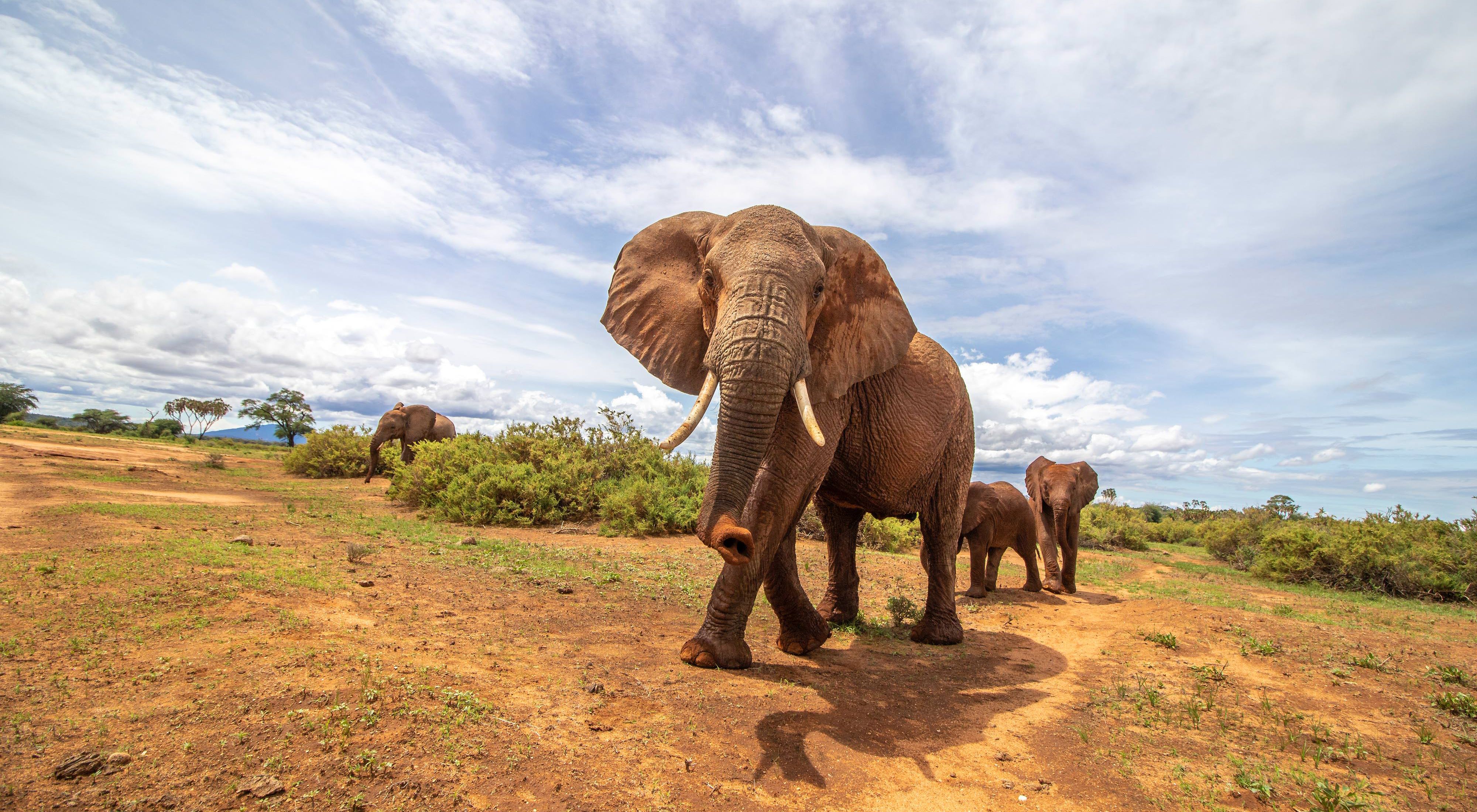 Elephants walk across grasslands 
