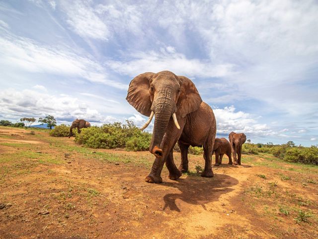 elephant walking towards camera.