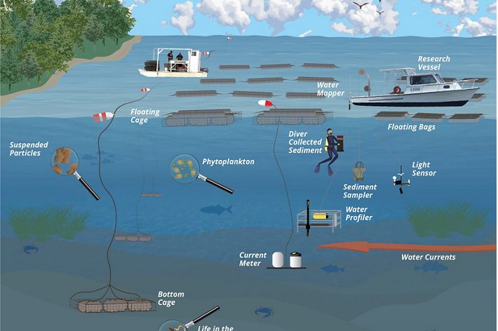 An illustration showing the various methods of oyster aquaculture. Boats and mesh cages float on the surface of the water. Phytoplankton and scientific instruments are suspended in the water column.