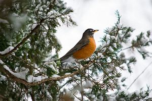 An American robin rests on a snow-covered tree branch. 