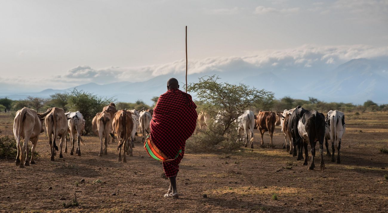 A Maasai herder leads his cattle across the landscape.