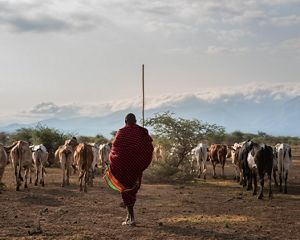 A Maasai herder leads his cattle across the landscape.