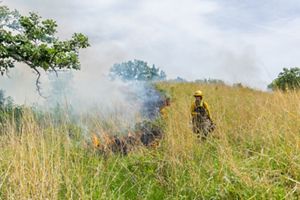 A person dressed in yellow clothing and a hard hat stands among tall grasses next to controlled burn.