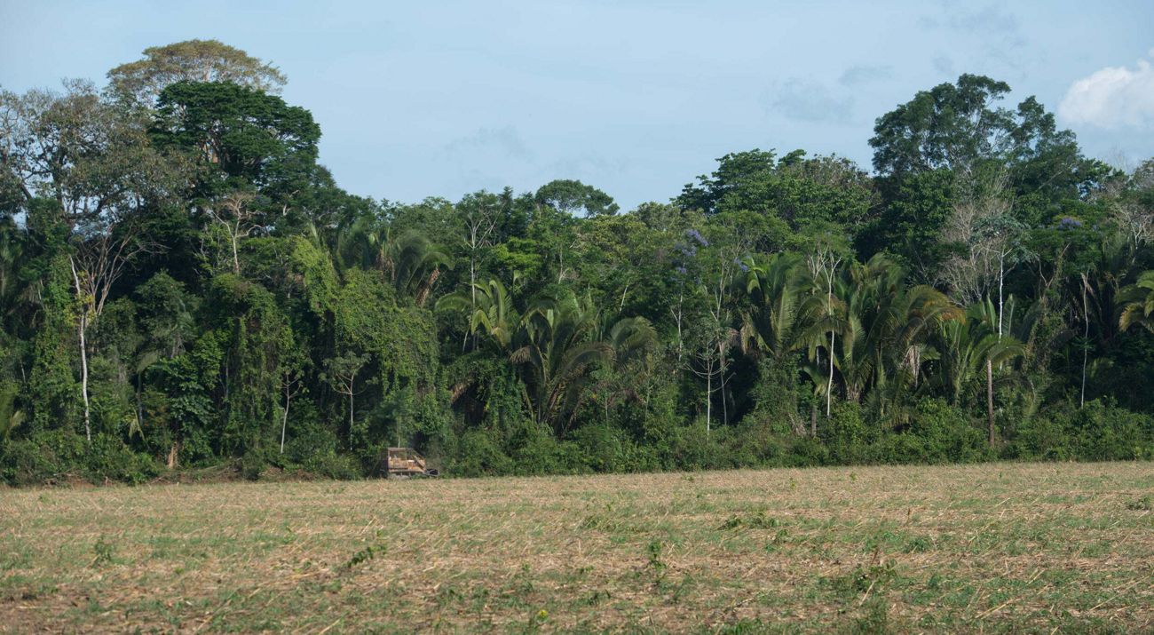 Amazon rainforest in Brazil