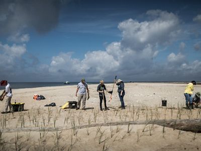 Five people work spread out on a stretch of sandy beach, planting sea oats in the dunes.