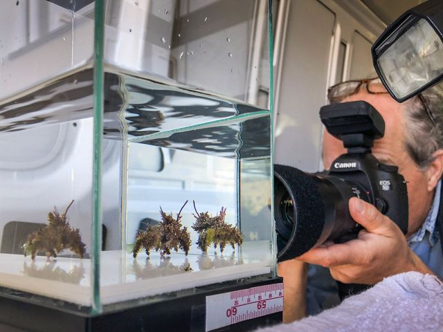 Un fotógrafo enfoca su cámara en un cangrejo en un acuario de cristal.