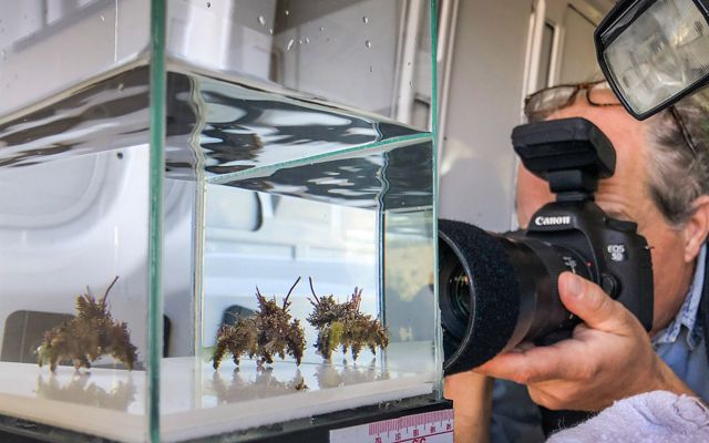 A photographer focuses his camera on a crab in a glass aquarium