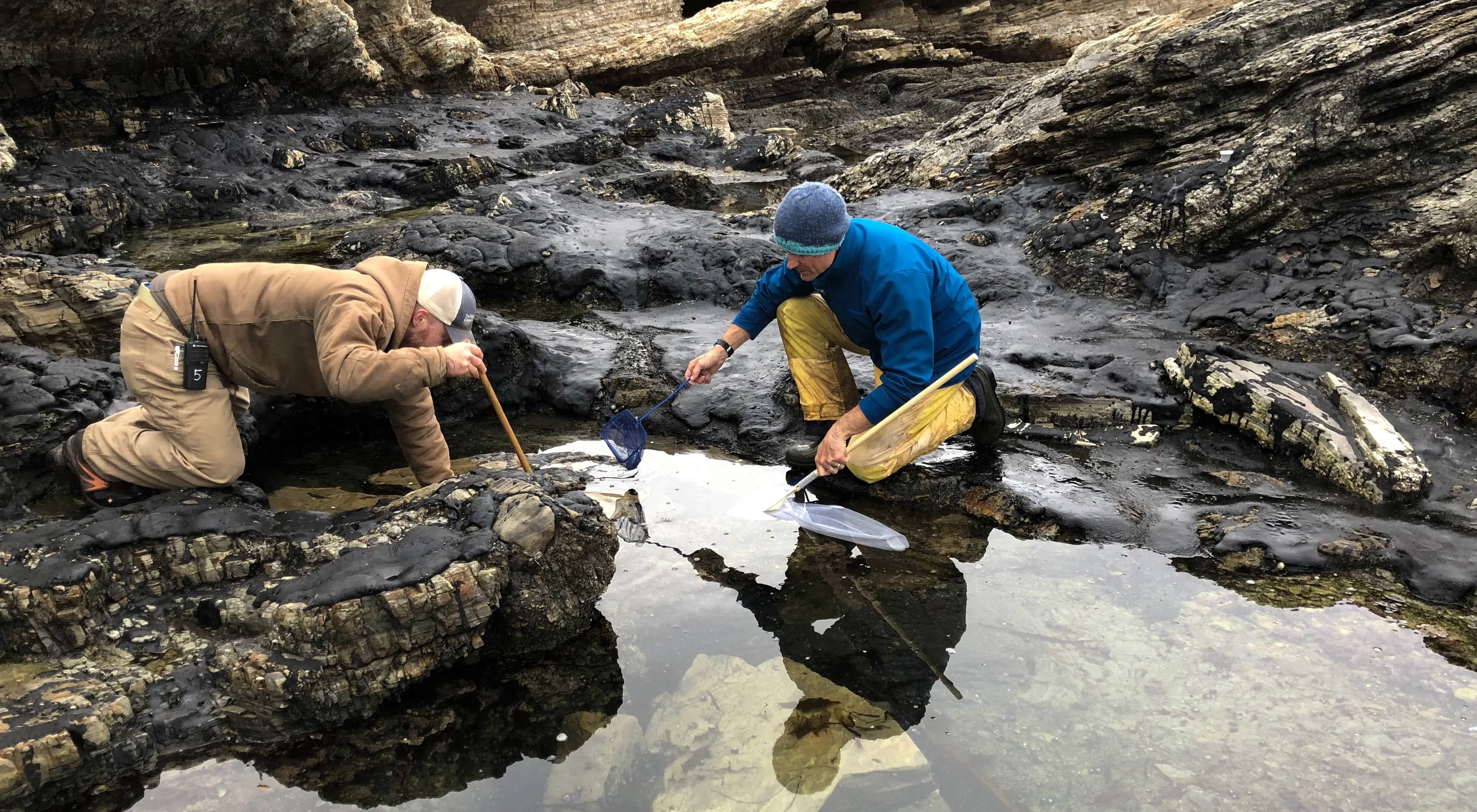 Two researchers leaning over a tidepool collecting samples with nets.