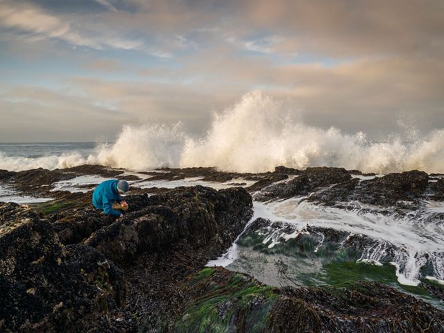 on a rocky shore with waves crashing, an ecologist collects small creatures