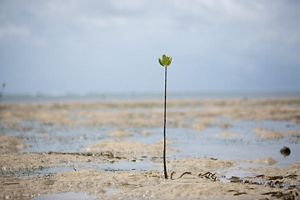 A single, thin stem of a young mangrove sprouts from a sandy coastal area.