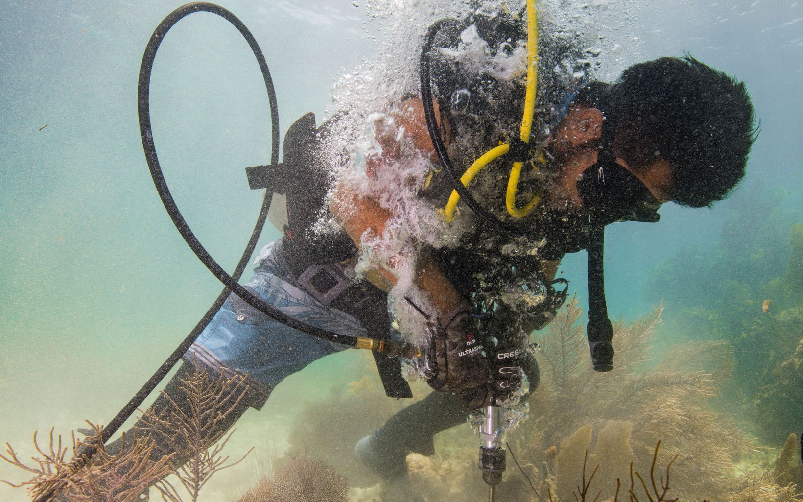 A diver practices using a drill underwater to attach supports that will be used to reattach a piece of broken coral.
