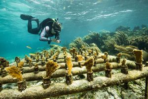 A diver swims near coral growing along a PVC pipe structure