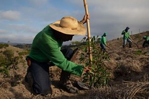 A man tends to a tree that has been planted.