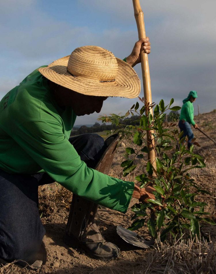 A man crouches to use shovel to plant seedling.