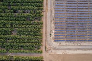 Aerial view of solar panels next to a grove of orchards. 