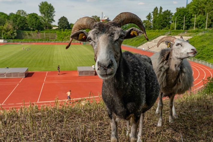 sheep with horns face camera with track and field in the background