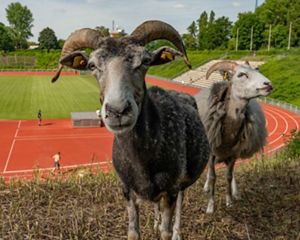 Sheep with horns face camera with track and field in the background.