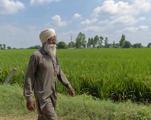 Amar Singh walks on his field of wheat, still green and not ready for harvest, in Punjab.