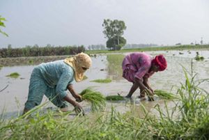 Two women wearing colorful fabric crouch over submerged rice in a paddy.