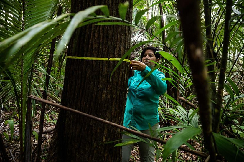 Dr. Elma Kay wraps measuring tape around the circumference of a large tree in a rainforest.