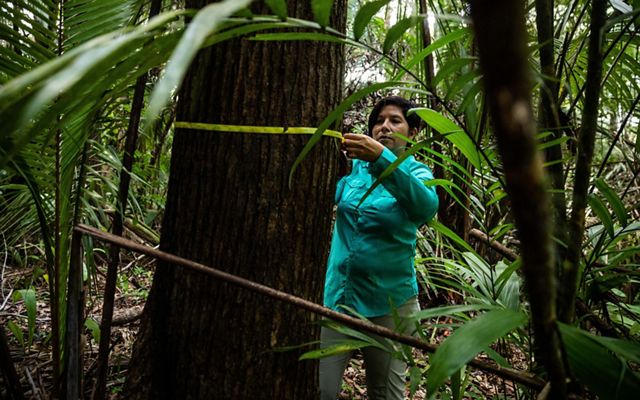 Dr. Elma Kay wraps measuring tape around the circumference of a large tree in a rainforest.
