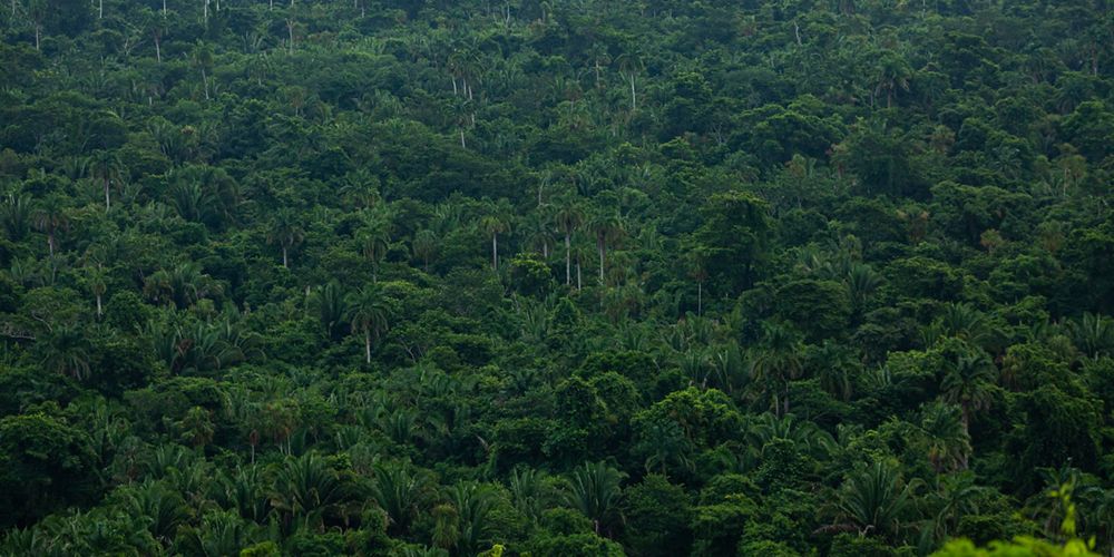 Selva Maya en Belice.