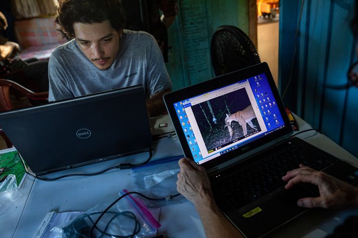 A man works at a computer and a screen shows a camera trap photo of a jaguar.
