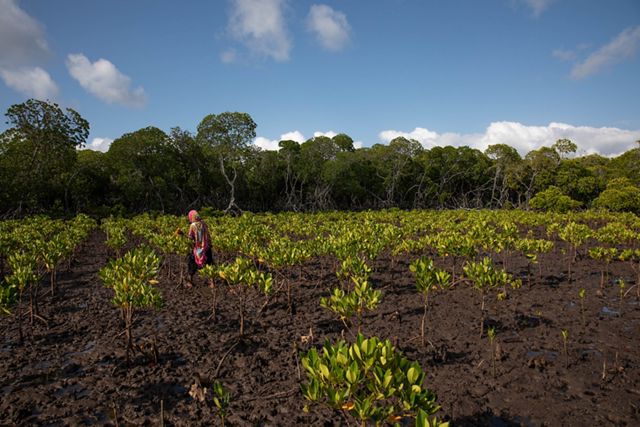A field of planted mangroves.
