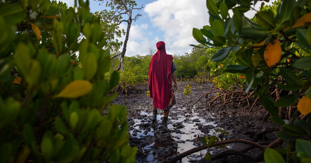 The Mangrove Mothers