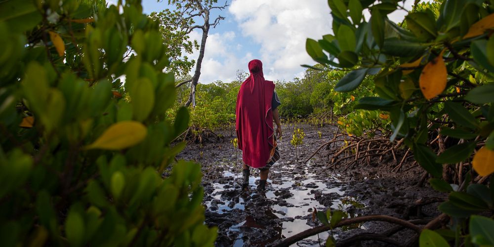 A person walk through an opening in a Kenyan Mangrove.