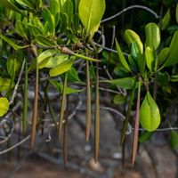 mangrove seedlings 