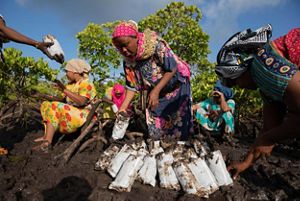 women tending to mangrove plants.