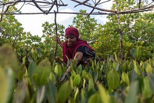 woman in headscarf tends to mangrove plants beneath a structure made of branches.