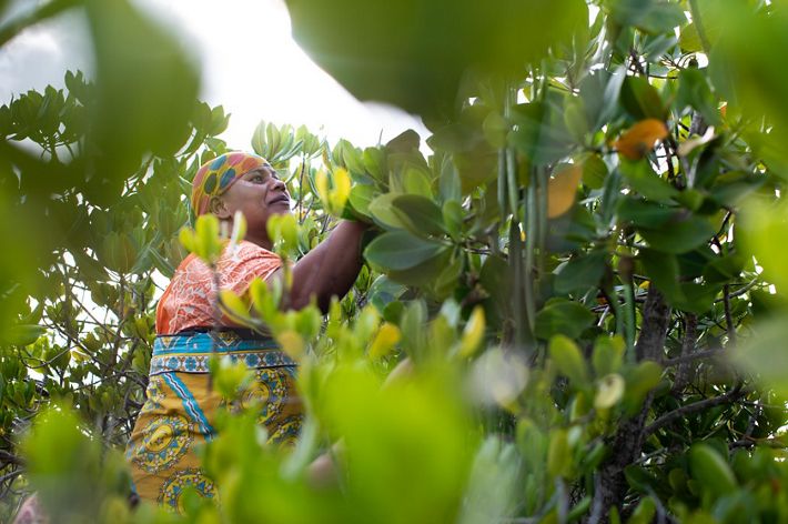 Swafia Shahibu picks propagules from the trees near the mangrove restoration site in Mtangawanda, Lamu, Kenya.