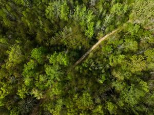 Aerial image of a green forest bisected by a thin dirt trail.