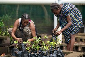 Two women nurturing saplings.