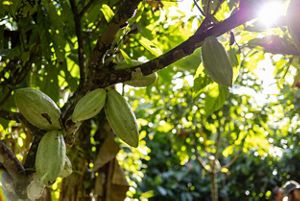 Regenerative farming in Brazil. 