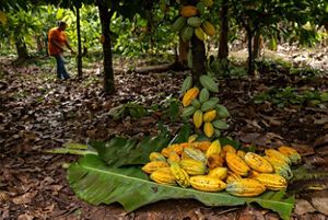Large yellow and green cacao fruits pile up on a large green banana leaf on the leaf-lined ground. The area is shaded by trees of cacao and other fruits. The farm owner stands in the background.