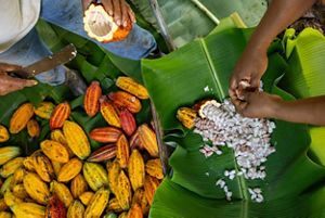 Two people extracting pulp from cacaos at a farm in APA Triunfo Xingu, São Félix do Xingu, Pará state, Brazil.