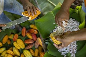 Cacao farmers harvesting pods by hand. 
