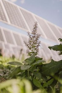 Plant grows in front of a solar panel array.