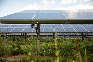 Solar panels in a field.